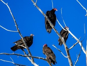 turkey-vulture-1777860_640